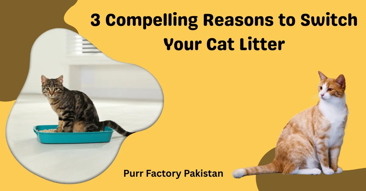 3 Compelling Reasons to Switch Your Cat Litter
