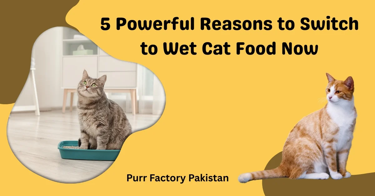 5 Powerful Reasons to Switch to Wet Cat Food Now