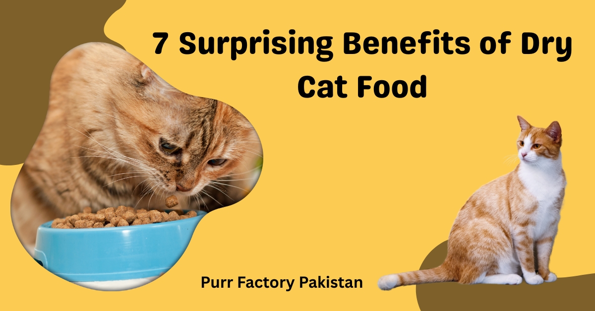 7 Surprising Benefits of Dry Cat Food