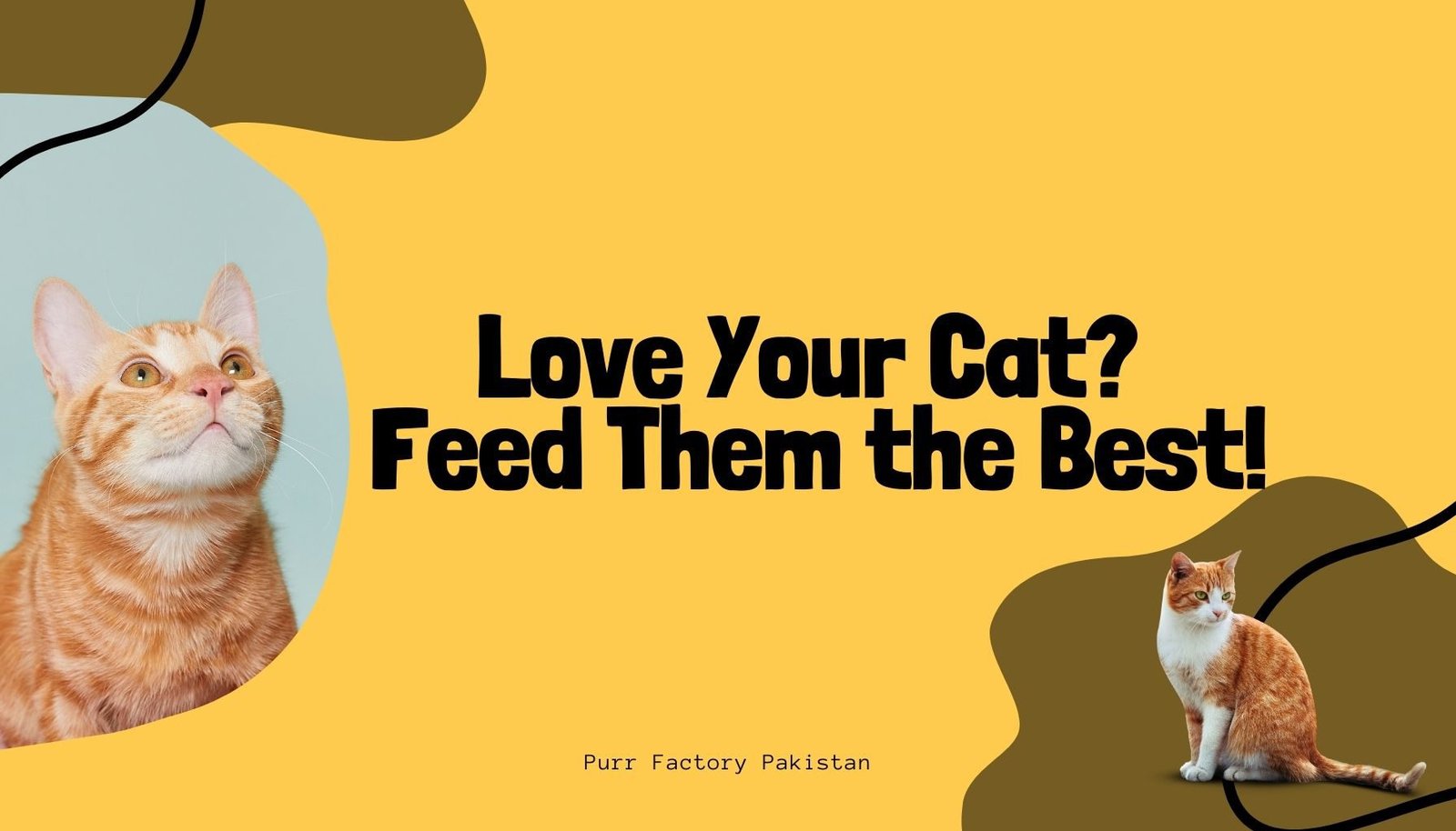 PurrFactory-Cat House: 5 Must-Haves for Maximum Comfort