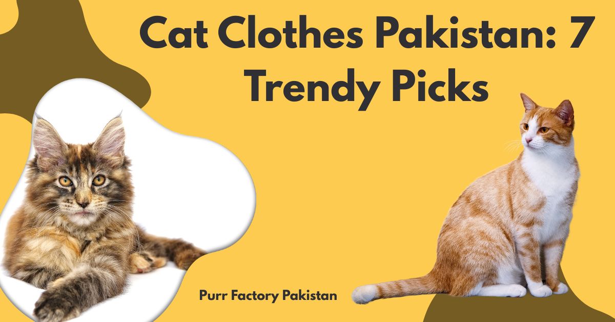 Cat Clothe Pakistan 7 Trendy Picks