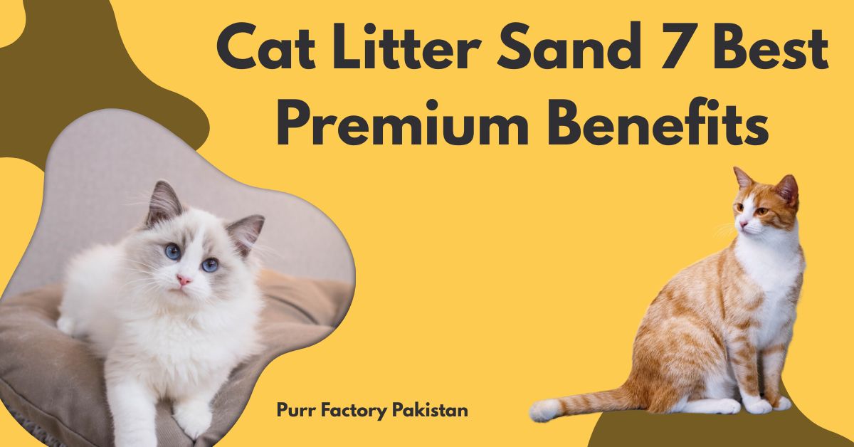 Cat Litter Sand 7 Best Premiums Benefits