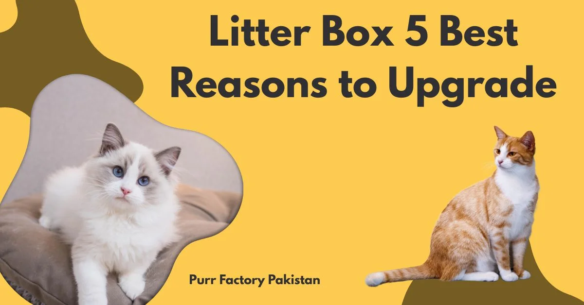 Litter Box 5 Best Reasons to Upgrade