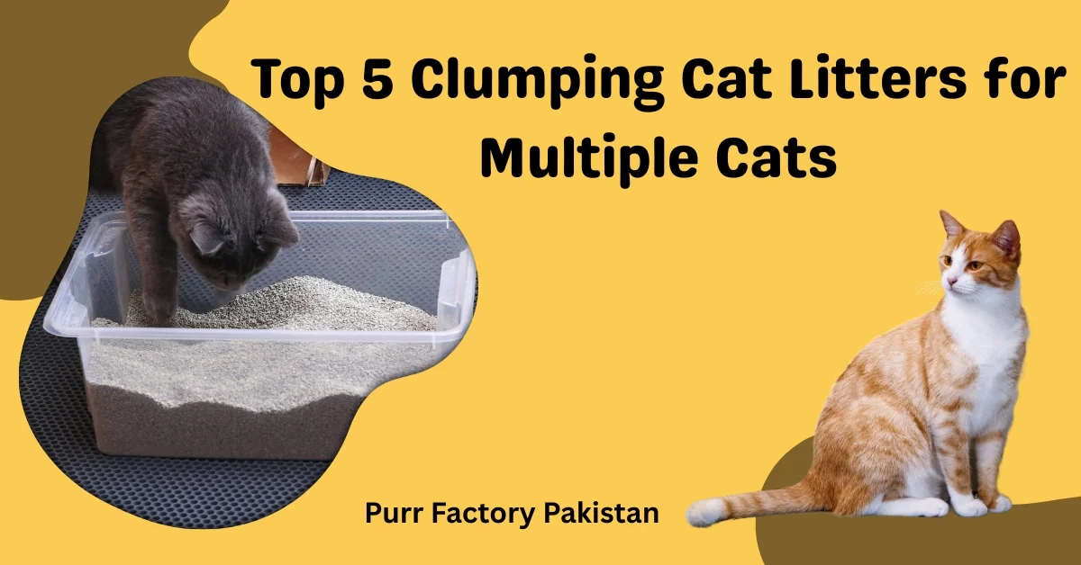 Top 5 Clumping Cat Litters for Multiple Cats