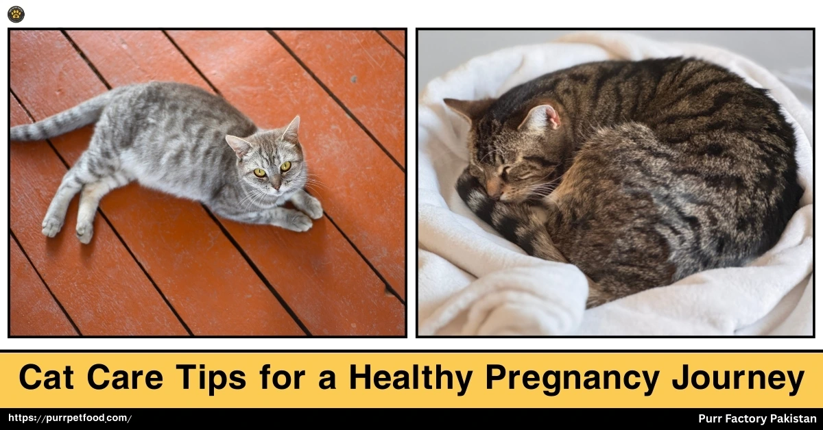 Cat Cares Tips for a Healthy Pregnancy Journey
