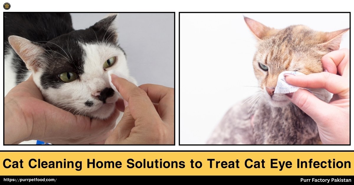 Cat Cleaning Home Solutions to Treat Cat Eye Infections