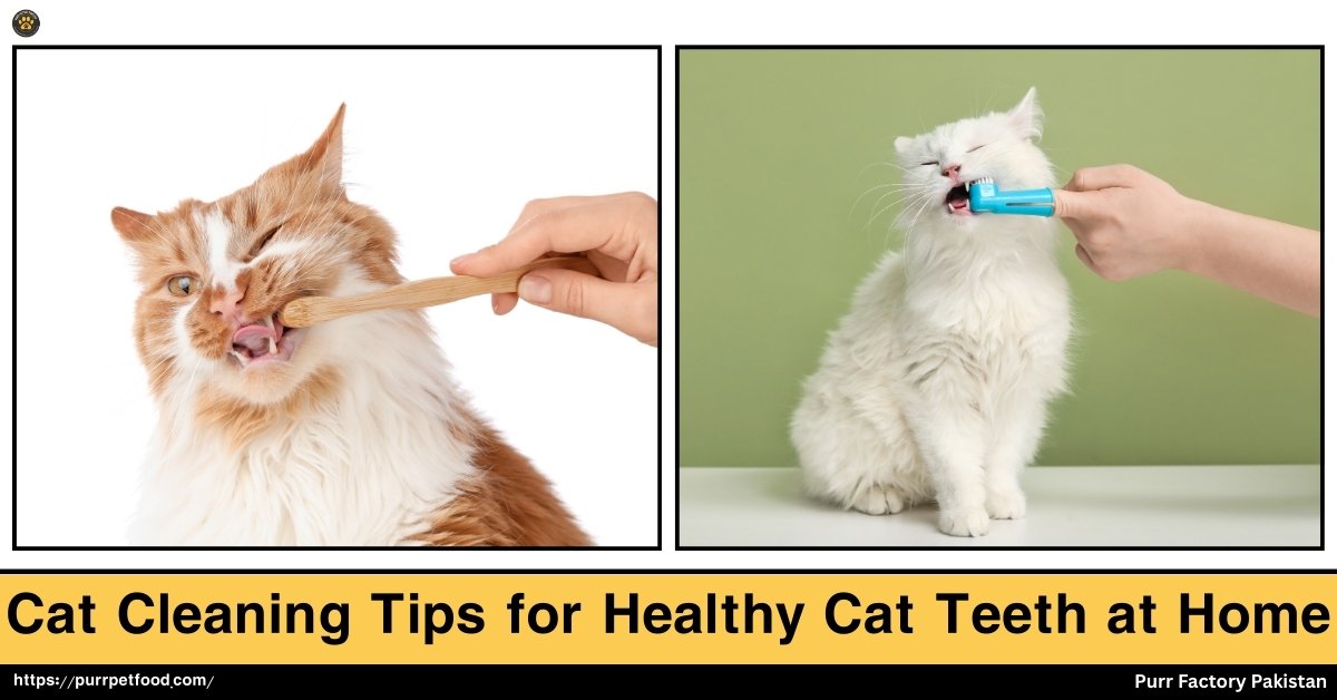 Cat Cleaning Tips for Healthy Cats Teeth at Home