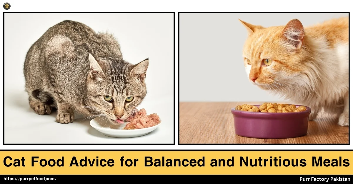 Cat Food Advices for Balanced and Nutritious Meals