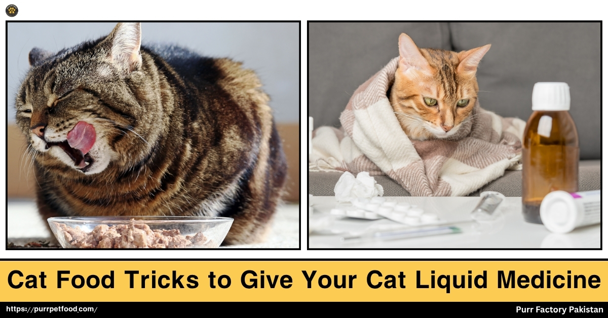 Cat Food Tricks to Give Your Cat Liquid Medicines