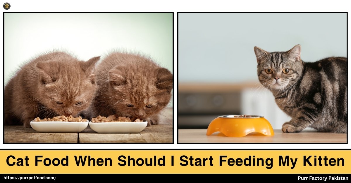 Cat Food When Should I Start Feeding My Kittens