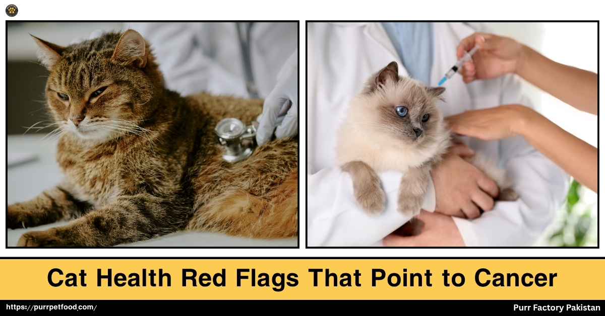 Cat Health Red Flags That Point to Cancers