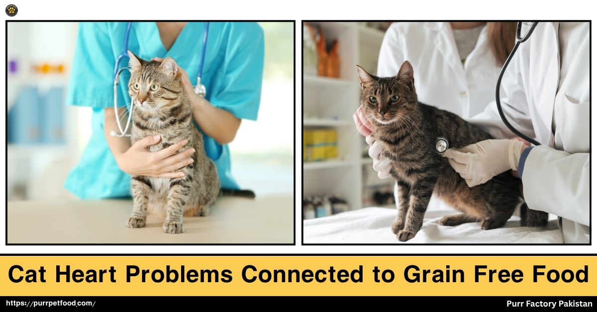 Cat Heart Problems Connected to Grain Free Foods