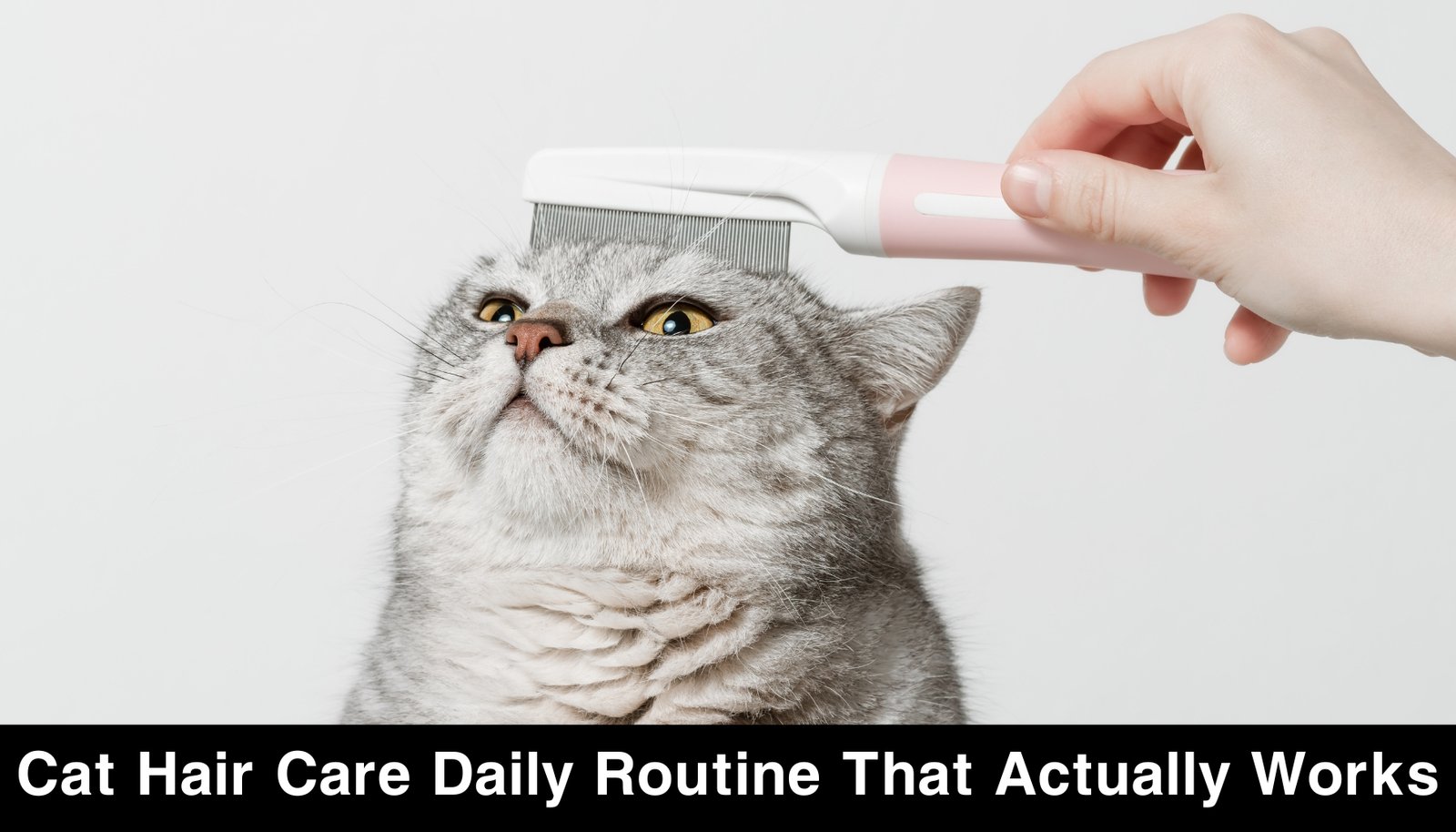 Cat Hair Care Daily Routine That Actually Works