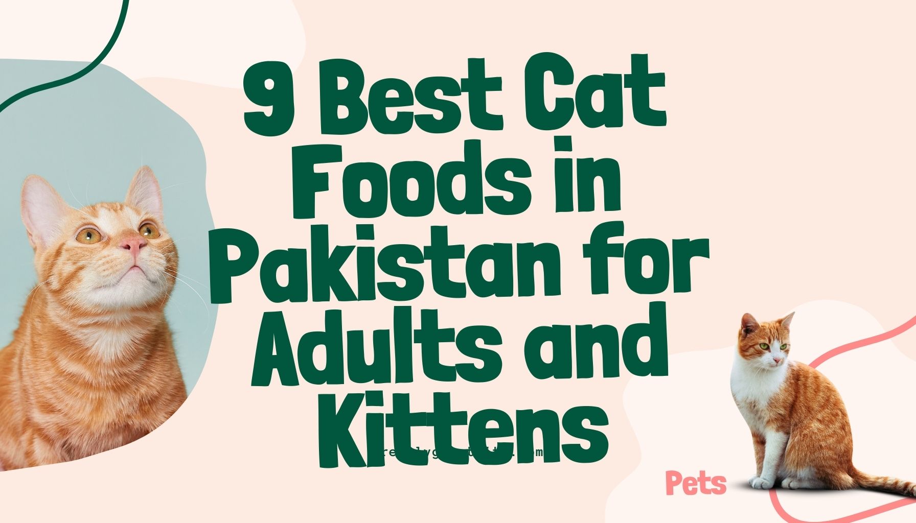9 Best Cat Foods in Pakistan for Adults and Kittens