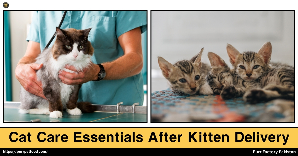 Cat Care Essentials After Kitten Delivery