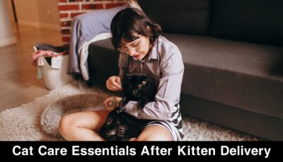 Cat Care Essentials After Kittens Delivery