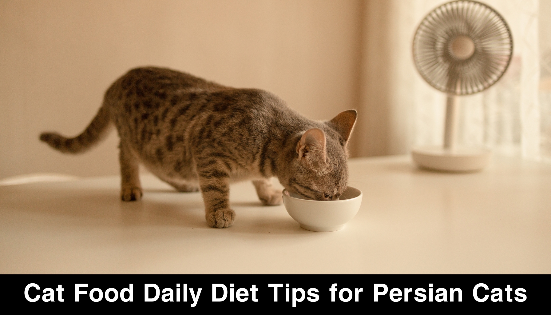Cat Food Daily Diet Tips for Persian Cats