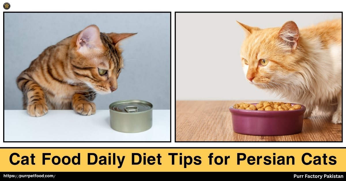 Cat Food Daily Diet Tips for Persians Cats