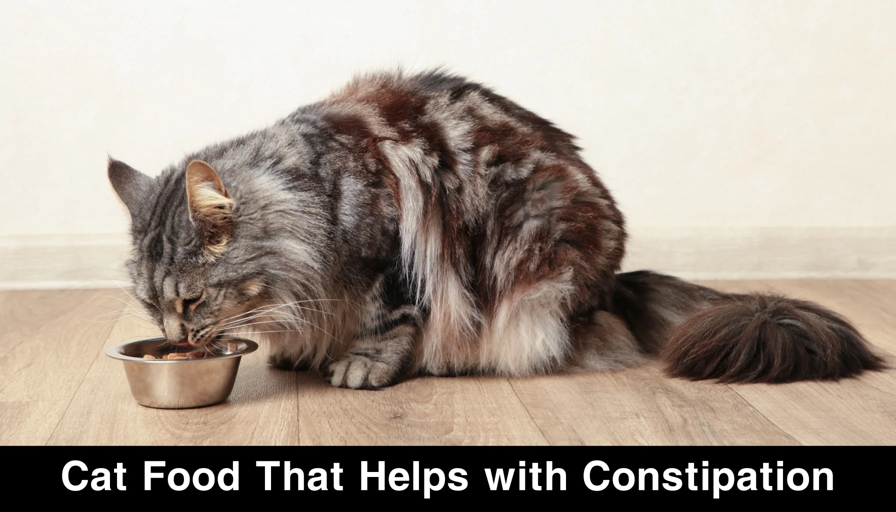Cat Food That Helps with Constipation
