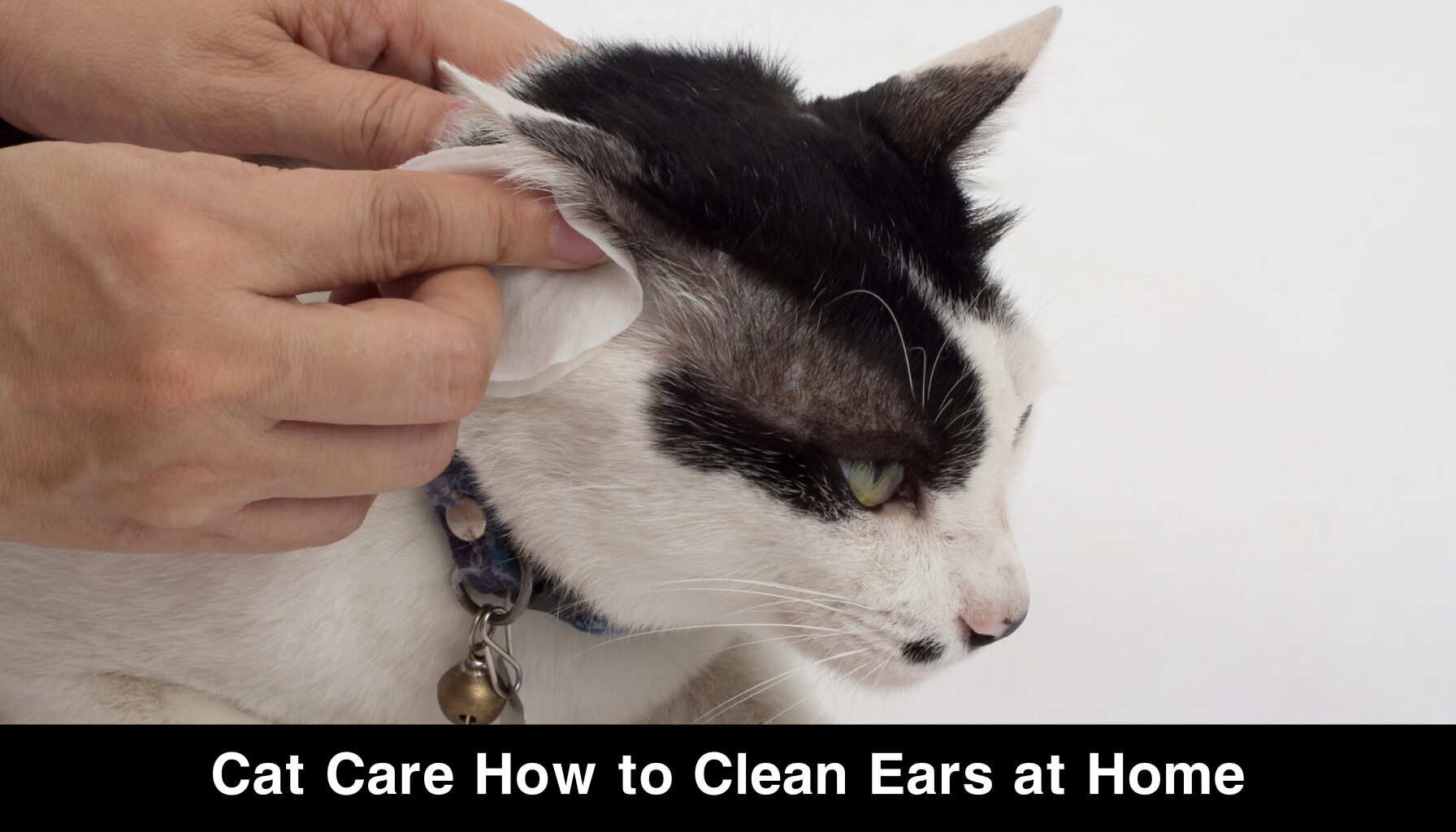 Cat Care How to Clean Ears at Home