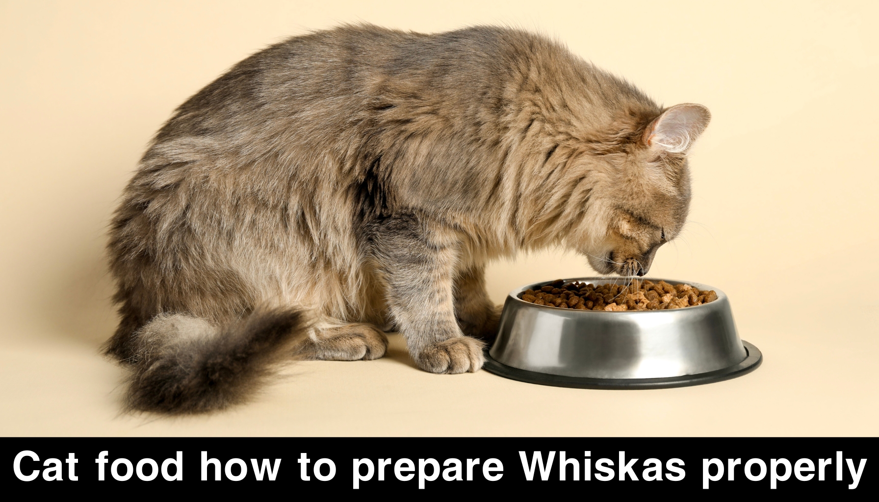 Cat food how to prepare Whiskas properly