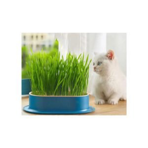 Cat Grass Planter in Karachi – Indoor Grass Box for Cats