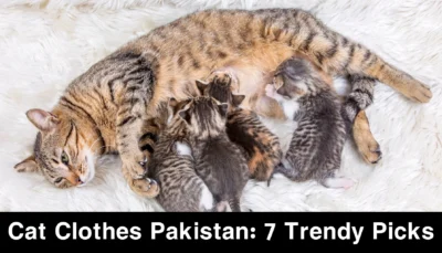 Cat Care Advice for Newborn Kittens and Their Mother