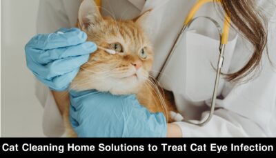 Cat Cleaning Home Solutions to Treat Cat Eye Infection
