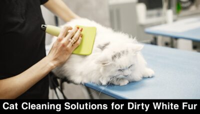 Cat Cleaning Solutions for Dirty White Fur