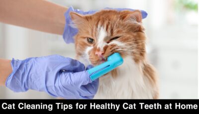 Cat Cleaning Tips for Healthy Cat Teeth at Home