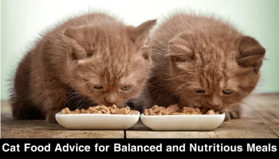 Cat Food Advice for Balanced and Nutritious Meals