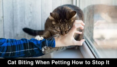 Cat Biting When Petting How to Stop It