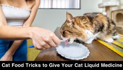 Cat Food Tricks to Give Your Cat Liquid Medicine