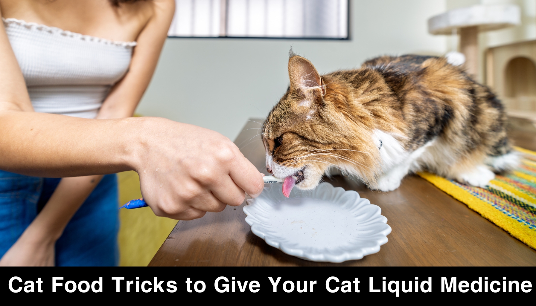 Cat Food Tricks to Give Your Cat Liquid Medicine
