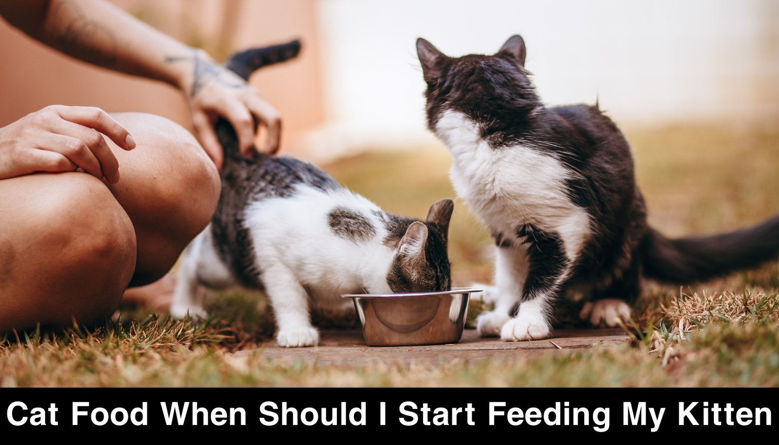 Cat Food When Should I Start Feeding My Kitten