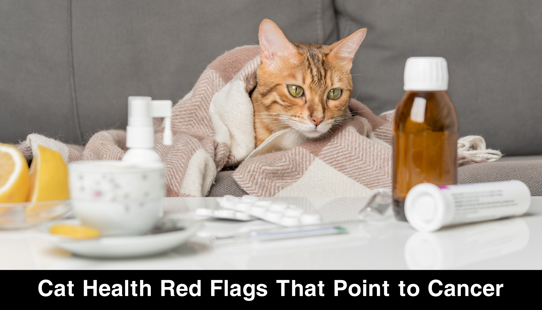 Cat Health Red Flags That Point to Cancer