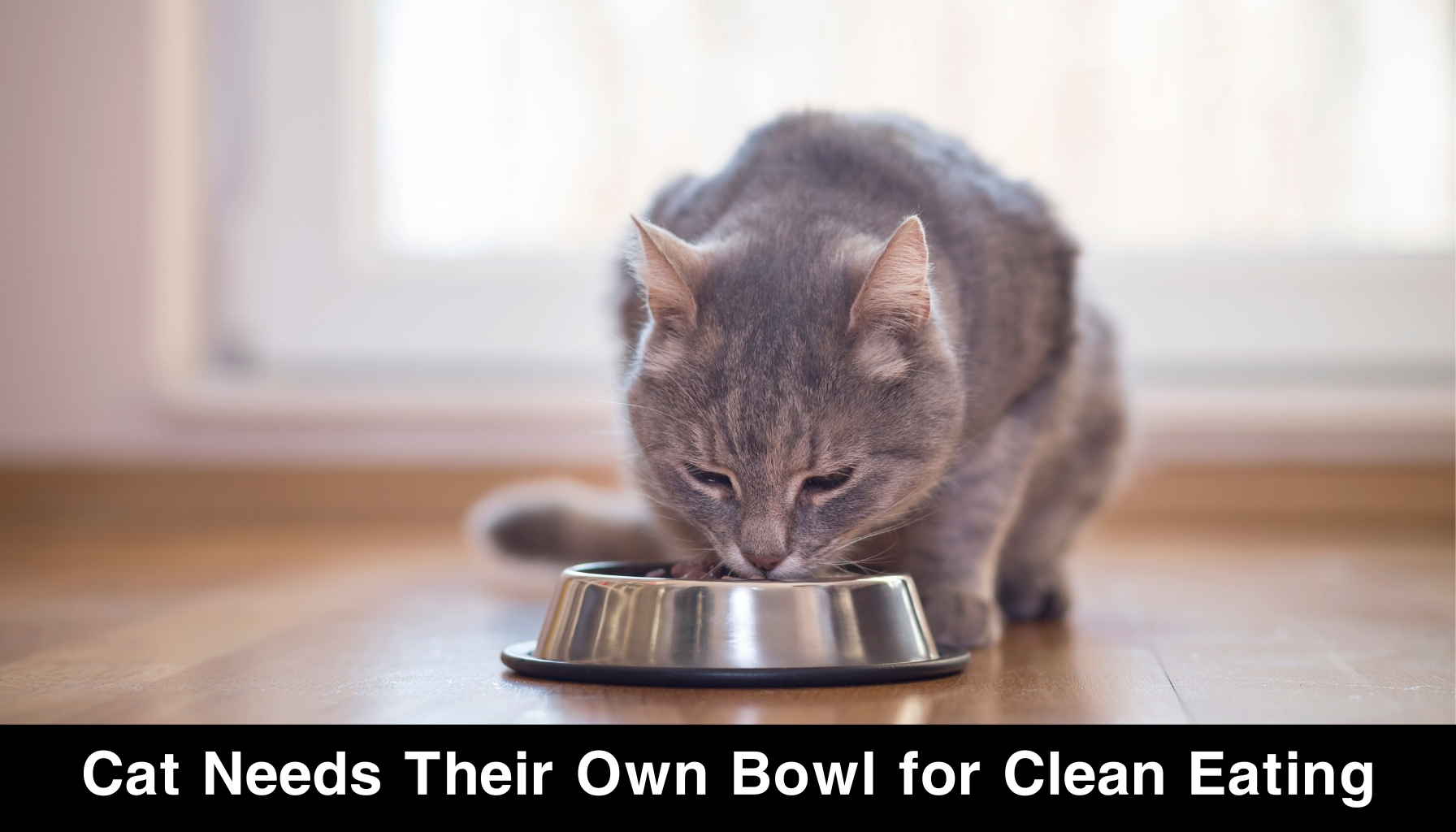 Cat Needs Their Own Bowl for Clean Eating