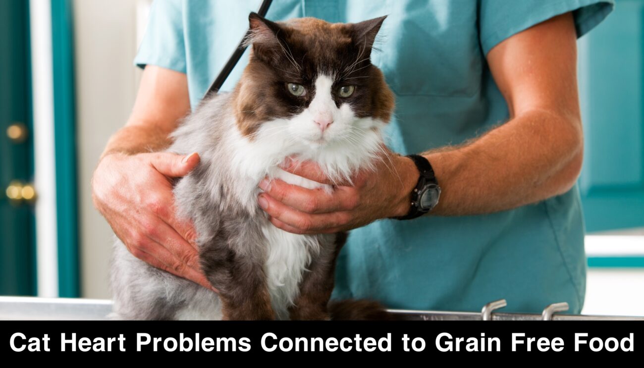 Cat Heart Problems Connected to Grain Free Food