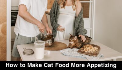 How to Make Cat Food More Appetizing