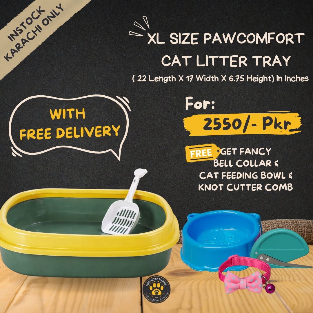 WhatsApp Image 2025-12-24 at 3.56.38 PM