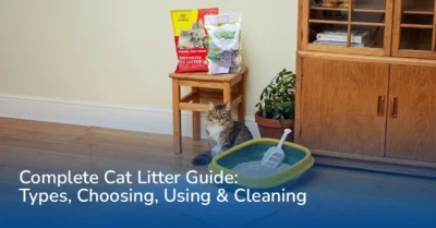 Cat Litter Guide