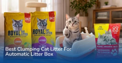 best clumping cat litter
