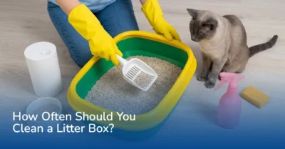 how often to clean litter box