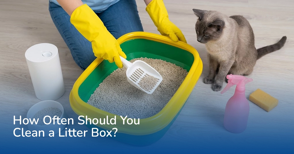 How Often Should You Clean a Litter Box? Complete Cleaning Guide
