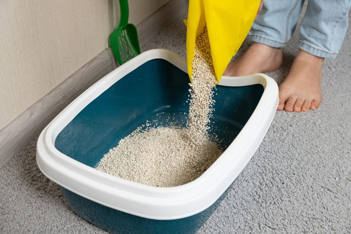 Refill With Fresh Cat Litter